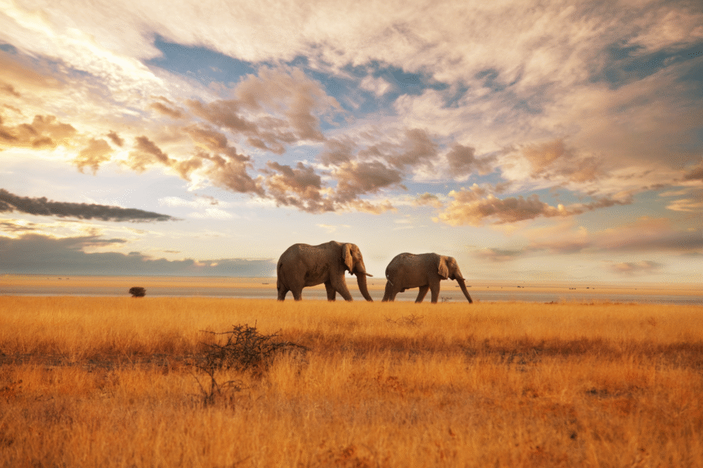 South Africa Tours