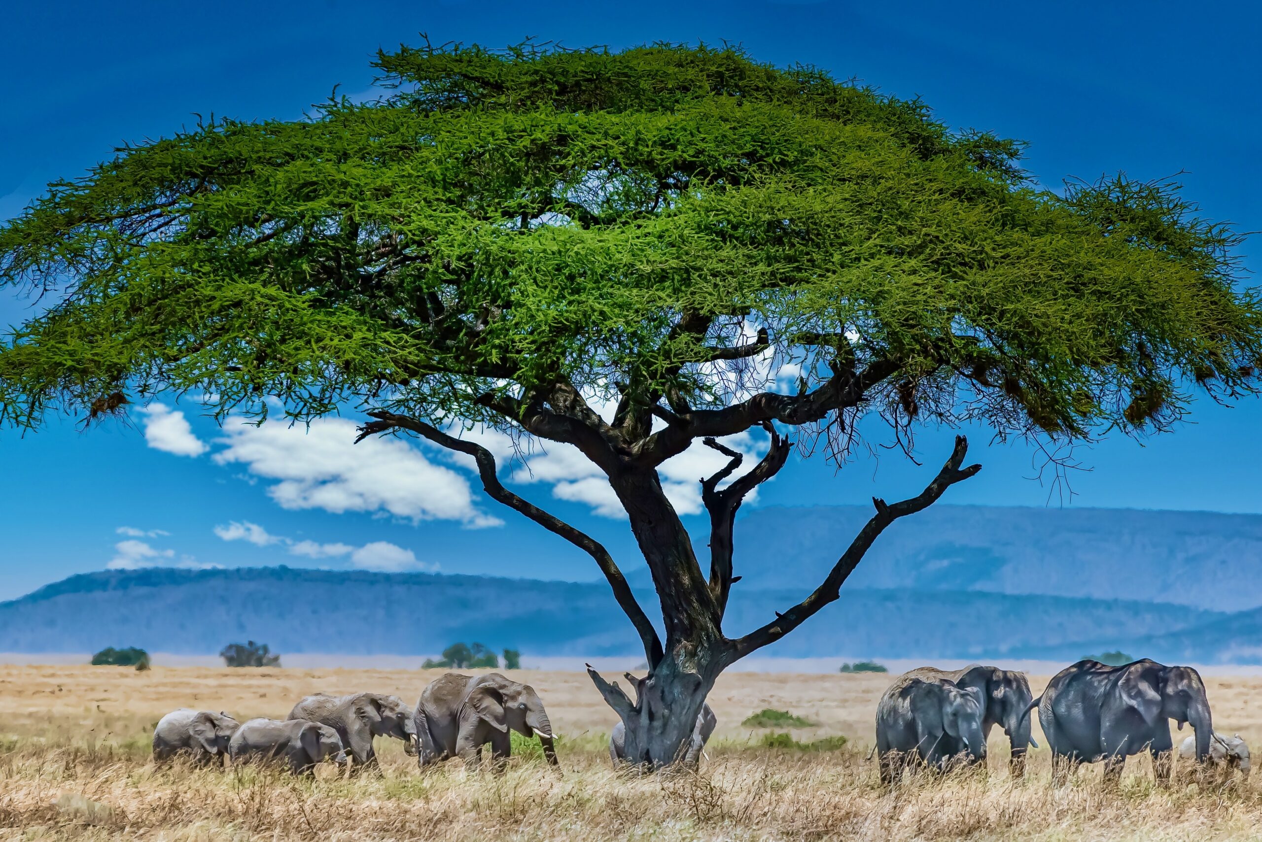Chasing Africa’s Seasons: Where to Go & What Each Time of Year Feels Like